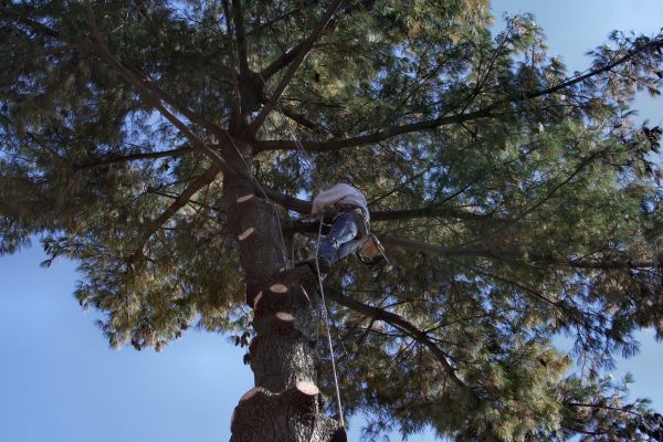Trimming Service in Kaysville