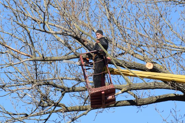 Emergency Tree Trimming in Kaysville