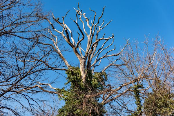 Deadwood Removal in Kaysville