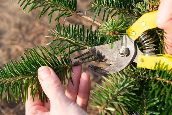 Pine Tree Pruning in Kaysville
