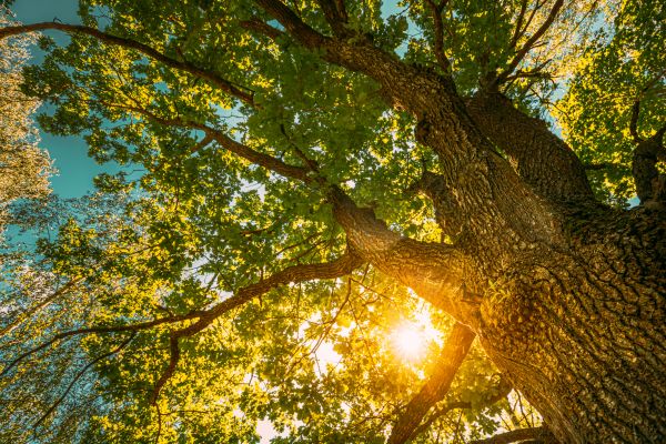 Oak Tree Pruning in Kaysville
