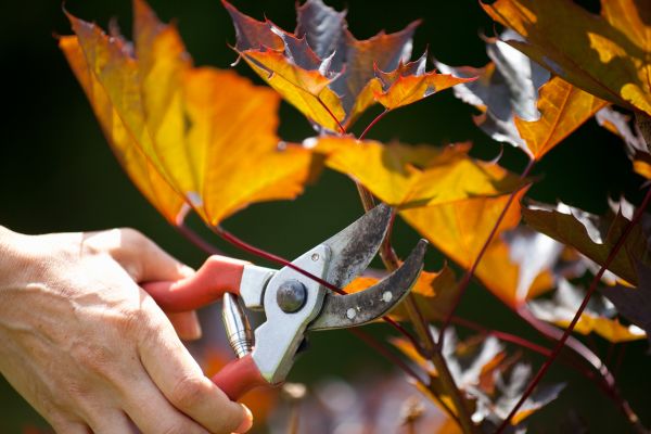 Maple Tree Pruning in Kaysville