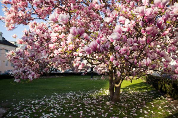 Magnolia Tree Pruning in Kaysville