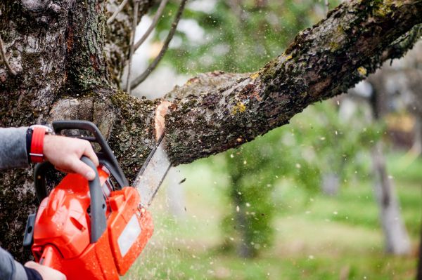 Tree Limbs Removal in Kaysville