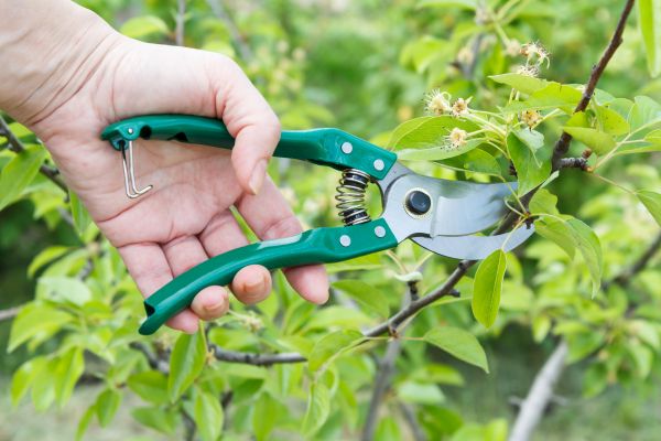 Pear Tree Pruning in Kaysville