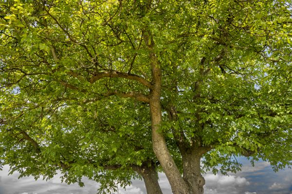 Walnut Tree Trimming in Kaysville