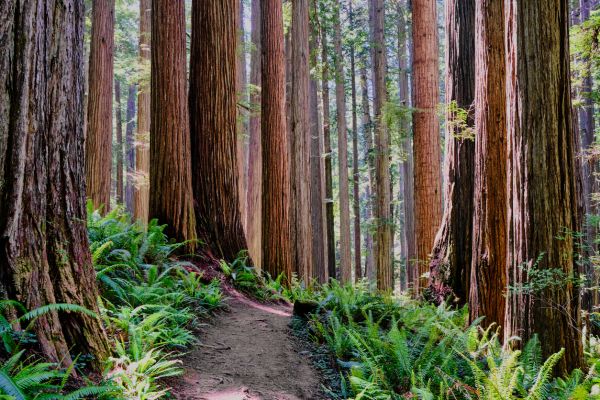 Redwood Tree Trimming in Kaysville