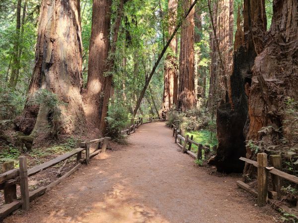 Redwood Tree Pruning in Kaysville