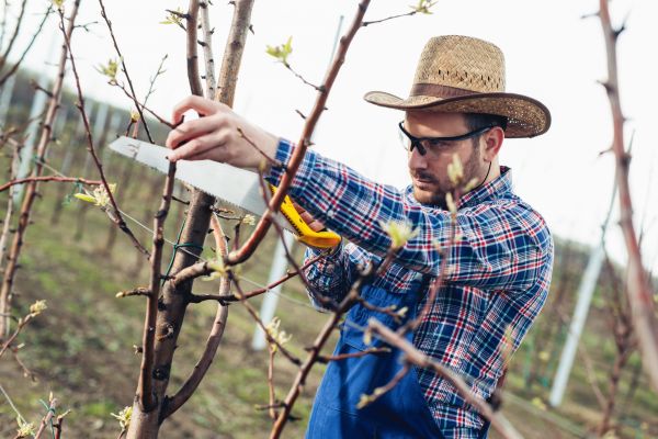 Orchard Tree Pruning in Kaysville
