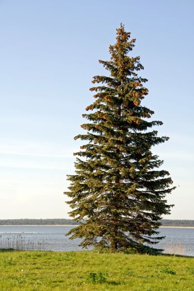 Spruce Tree Pruning in Kaysville