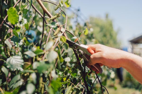 Birch Tree Pruning in Kaysville