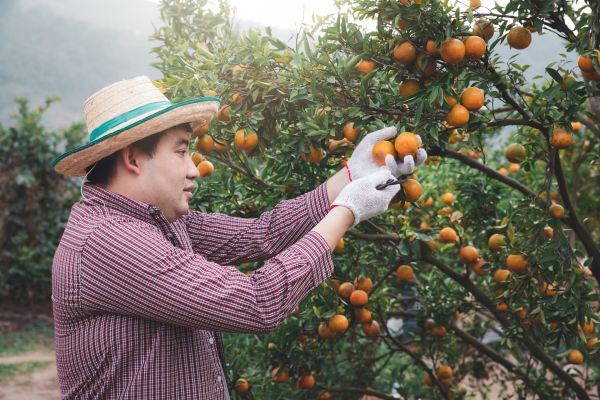 Orange Tree Pruning in Kaysville