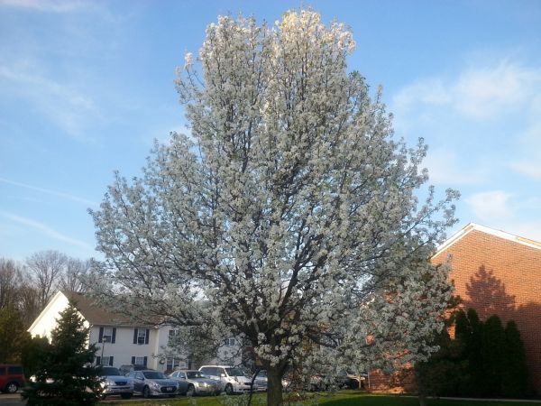 Bradford Pear Tree Pruning in Kaysville
