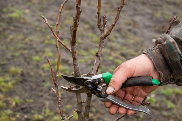 Pear Trees Pruning in Kaysville
