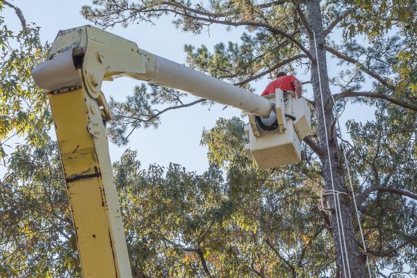 Limbs Trimming in Kaysville