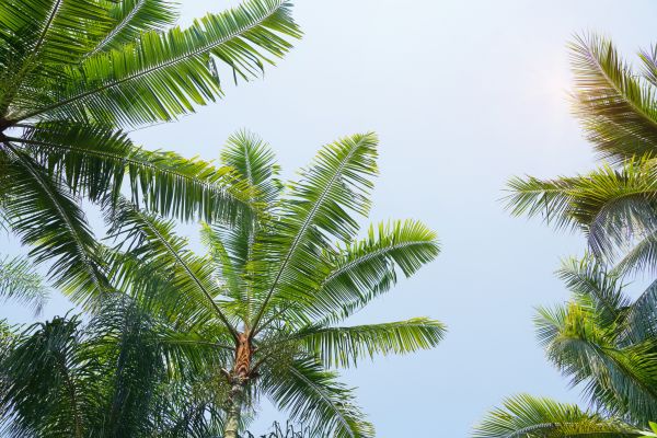 Queen Palm Tree Trimming in Kaysville