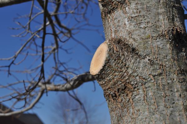 Limb Pruning in Kaysville