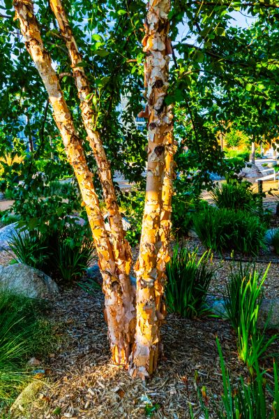 River Birch Trimming in Kaysville