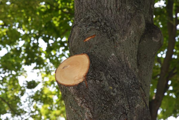 Limb Cutting in Kaysville