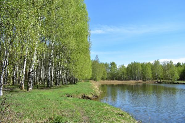 River Birch Pruning in Kaysville