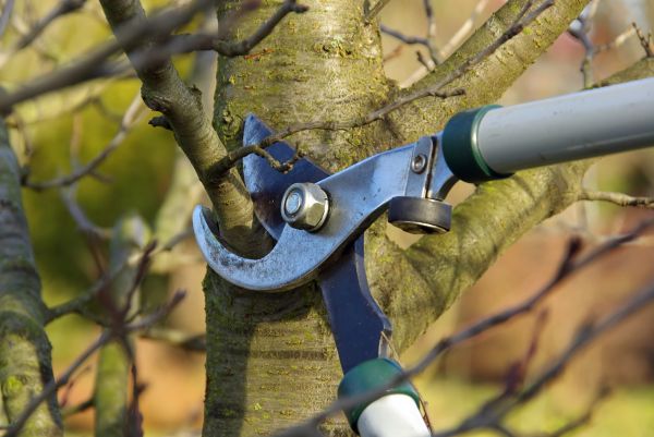 Tree Limb Trimming Service in Kaysville