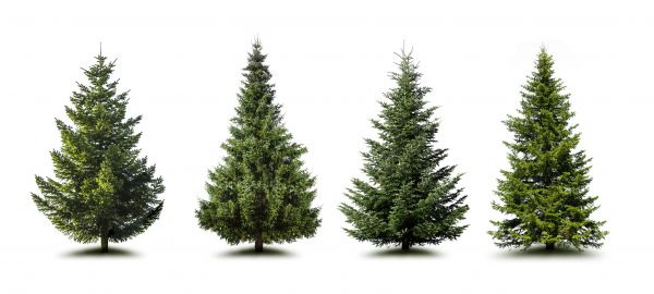 Cost of Pine Tree Trimming in Kaysville