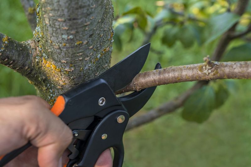 Tree Pruning by a Professional