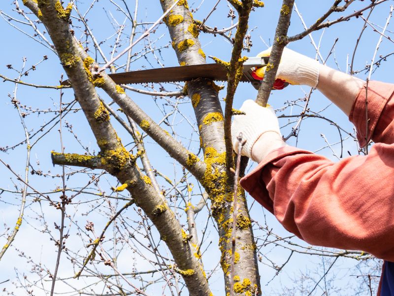 Customized Tree Care Plans